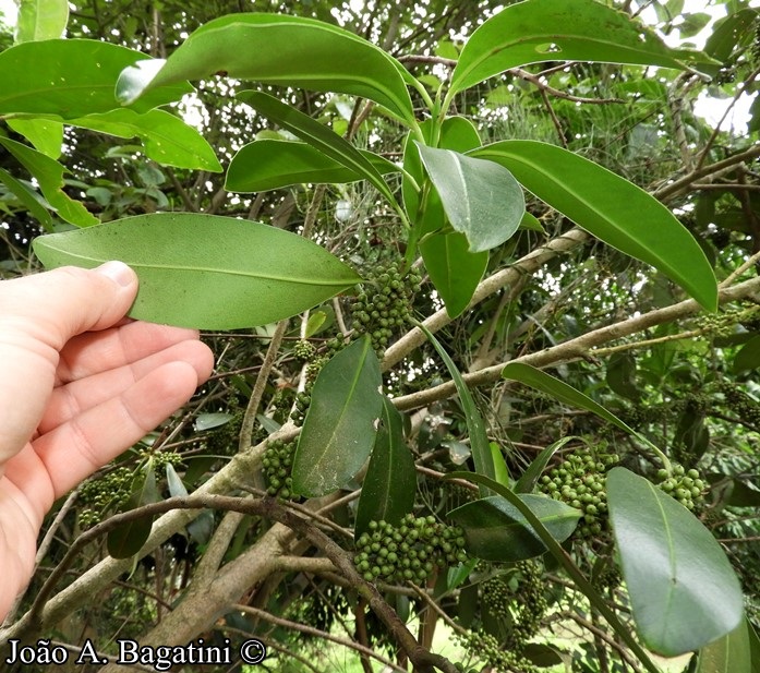 Myrsine umbellata