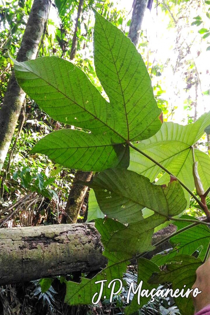 Pourouma guianensis