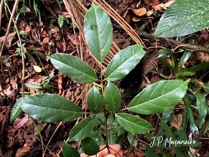 Cissus paullinifolia