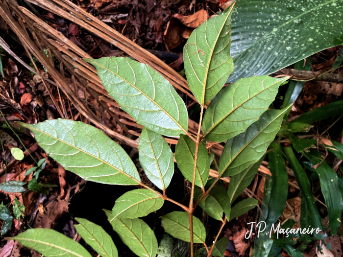 Cissus paullinifolia