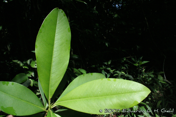 Myrsine umbellata