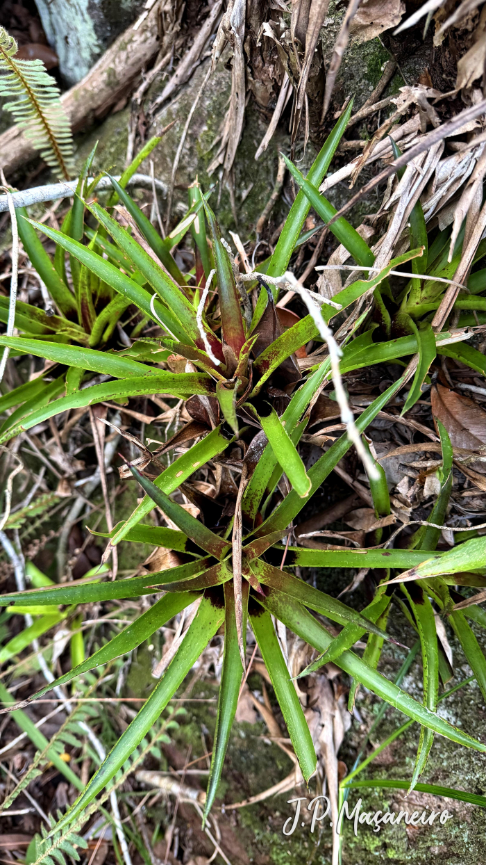 Vriesea lubbersii