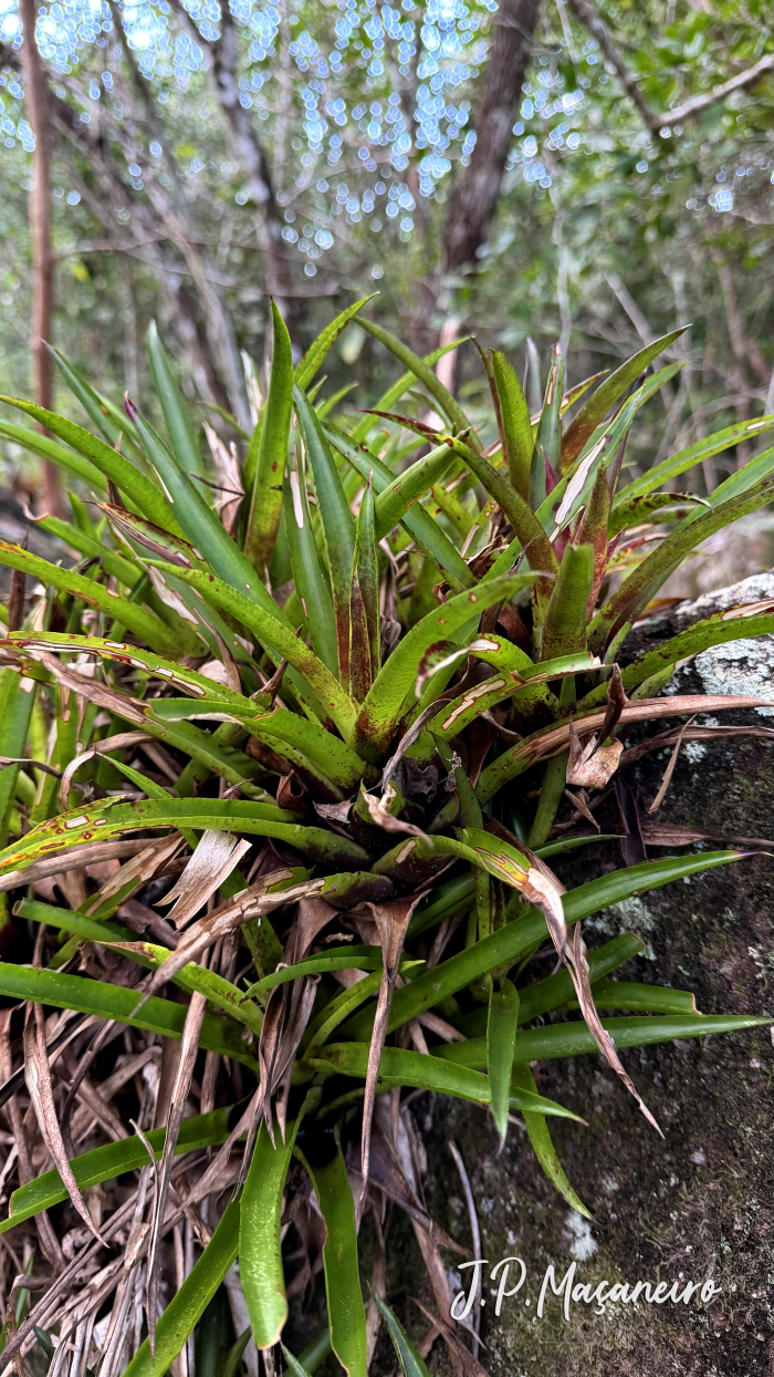 Vriesea lubbersii