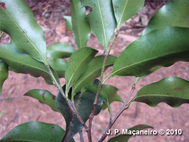 Vantanea compacta