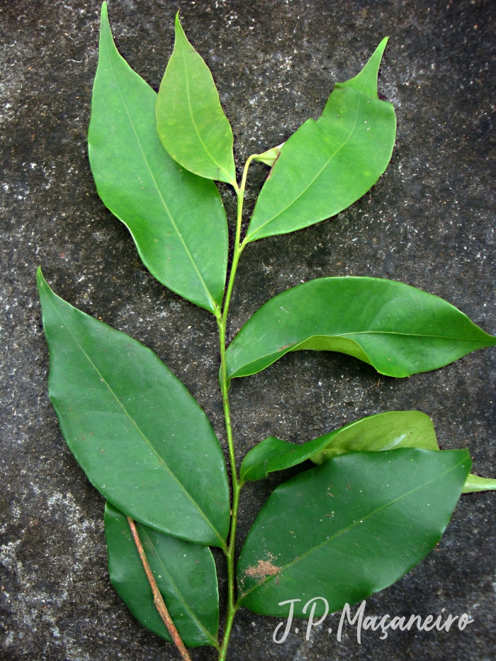 Vantanea compacta