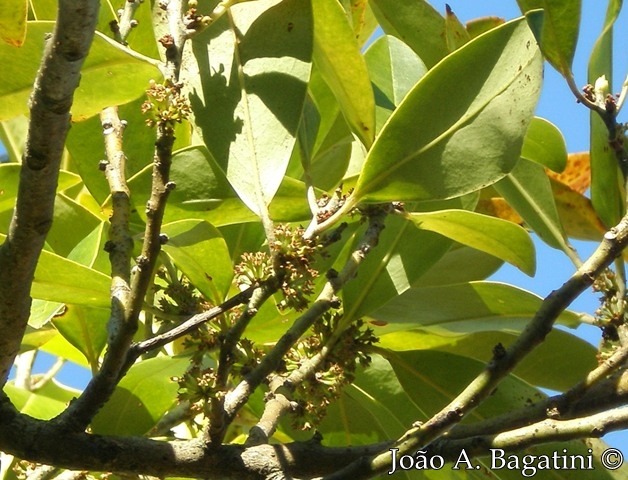 Myrsine umbellata