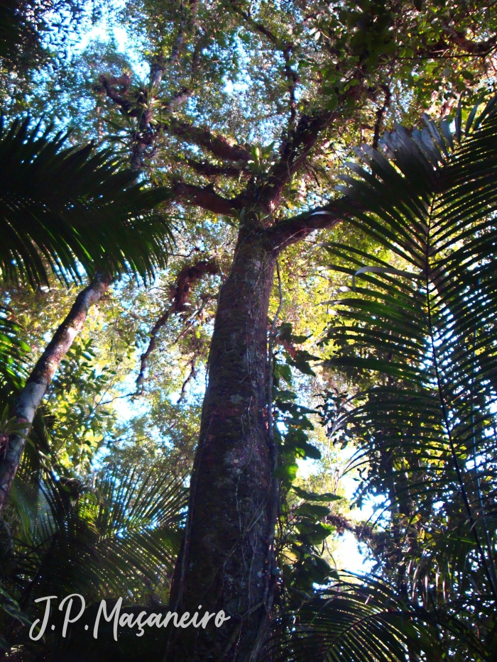 Vantanea compacta