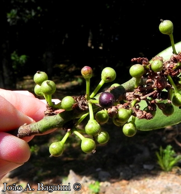 Myrsine umbellata