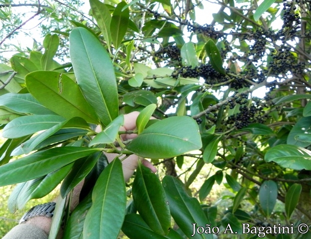 Myrsine umbellata