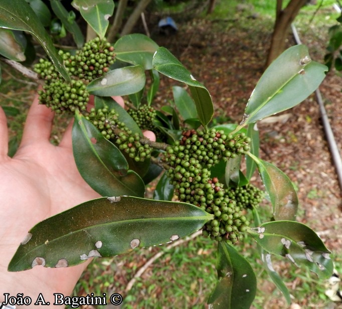 Myrsine umbellata