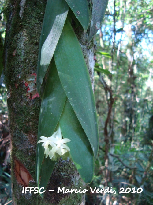 Epidendrum vesicatum