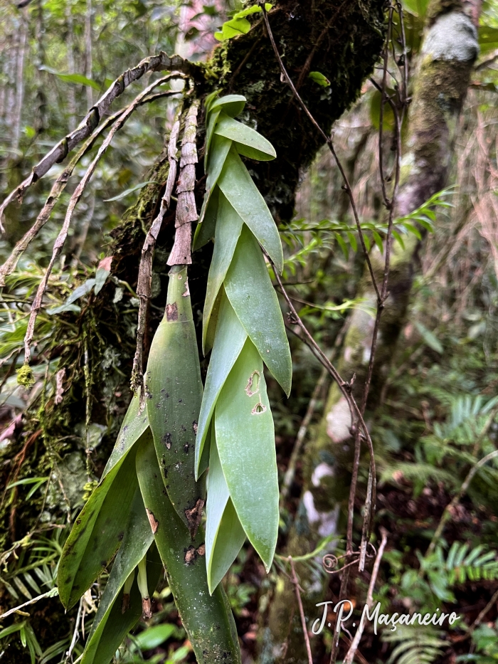 Epidendrum vesicatum