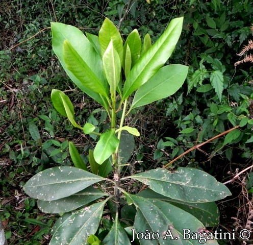 Myrsine umbellata