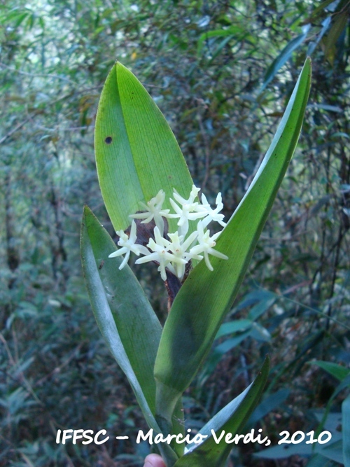 Epidendrum vesicatum