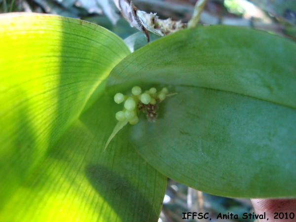 Epidendrum vesicatum