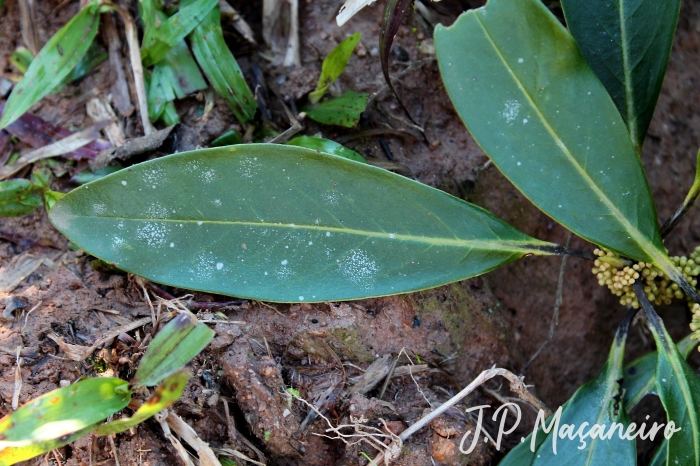 Myrsine umbellata