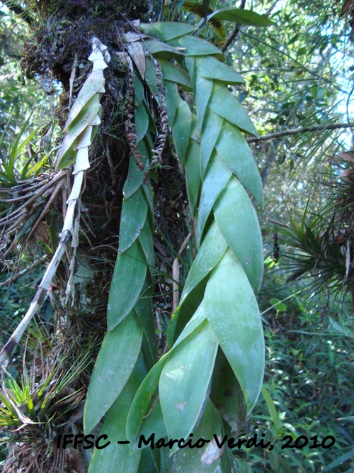 Epidendrum vesicatum