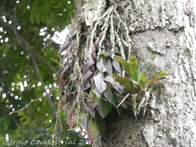 Epidendrum vesicatum