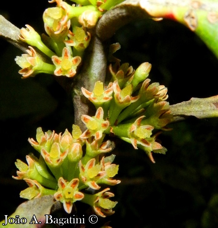 Myrsine umbellata