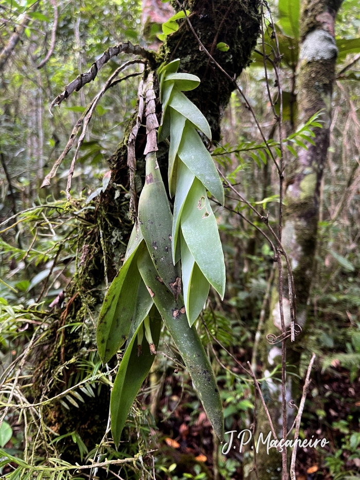 Epidendrum vesicatum