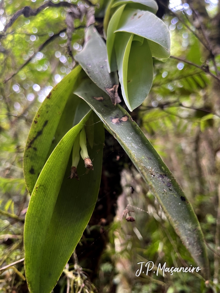 Epidendrum vesicatum