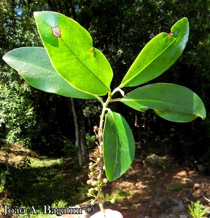 Myrsine umbellata