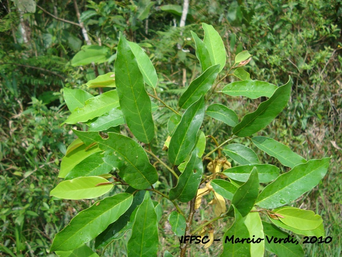 Annona neosericea
