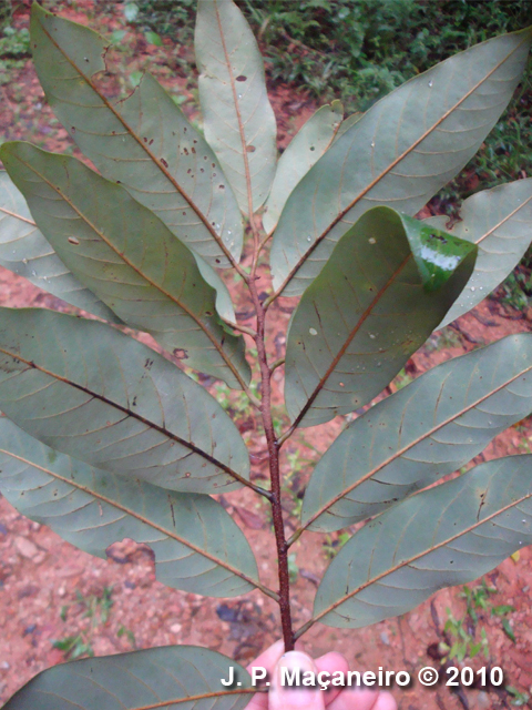 Annona dolabripetala