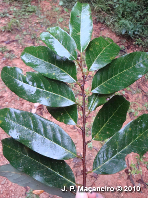 Annona dolabripetala