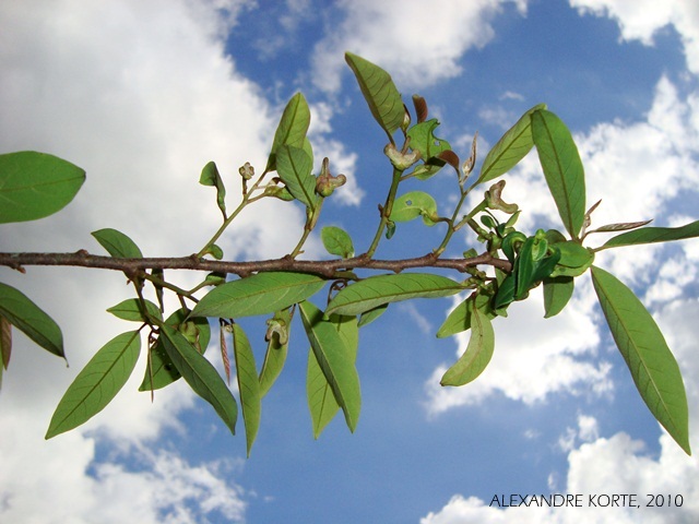 Annona neosericea
