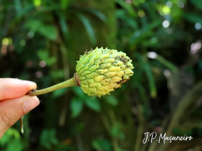 Annona dolabripetala