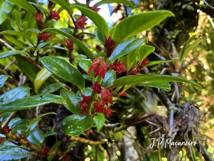 Nematanthus tessmannii