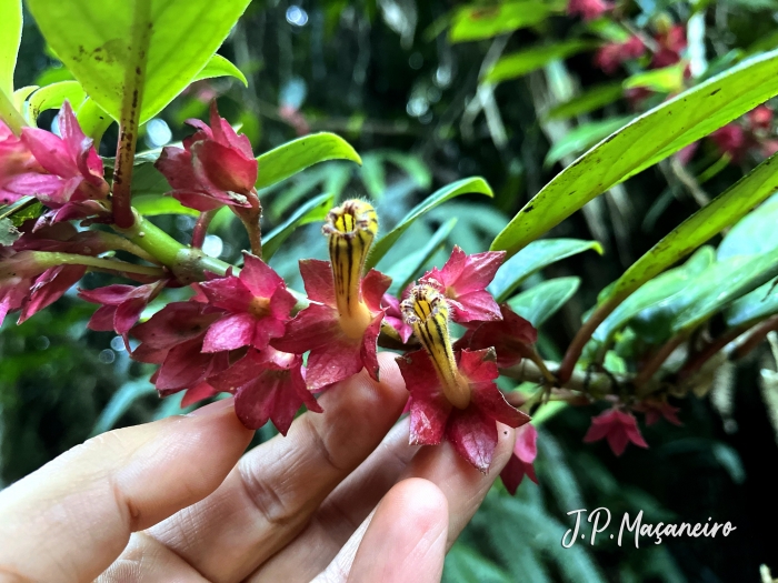 Nematanthus tessmannii