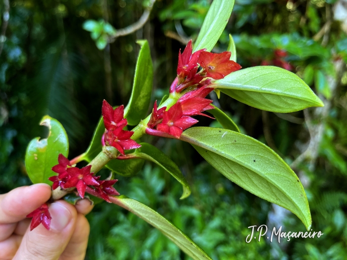 Nematanthus tessmannii