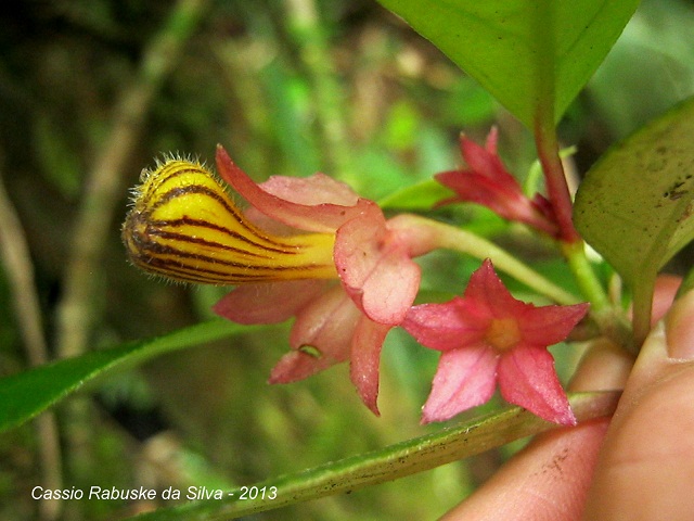 Nematanthus tessmannii