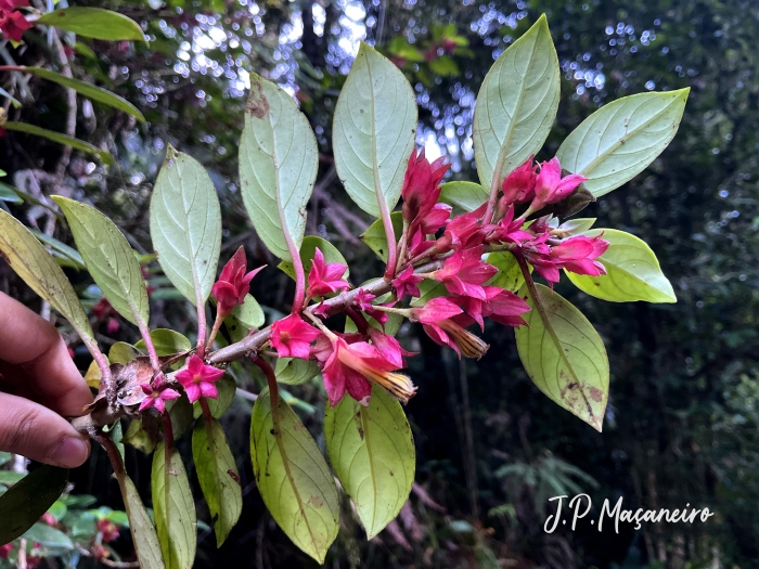 Nematanthus tessmannii