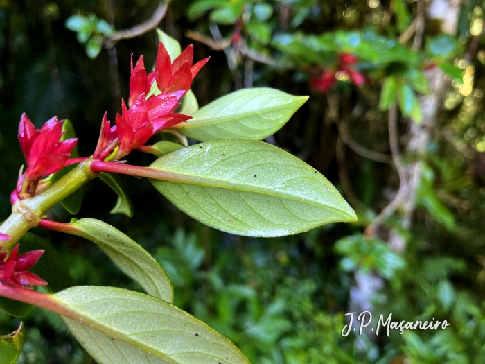 Nematanthus tessmannii
