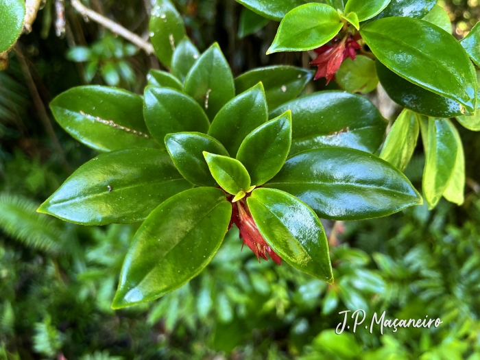 Nematanthus tessmannii
