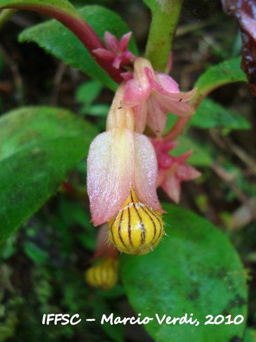 Nematanthus tessmannii