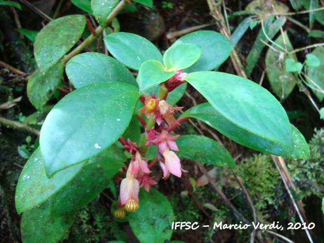 Nematanthus tessmannii