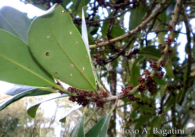 Myrsine umbellata