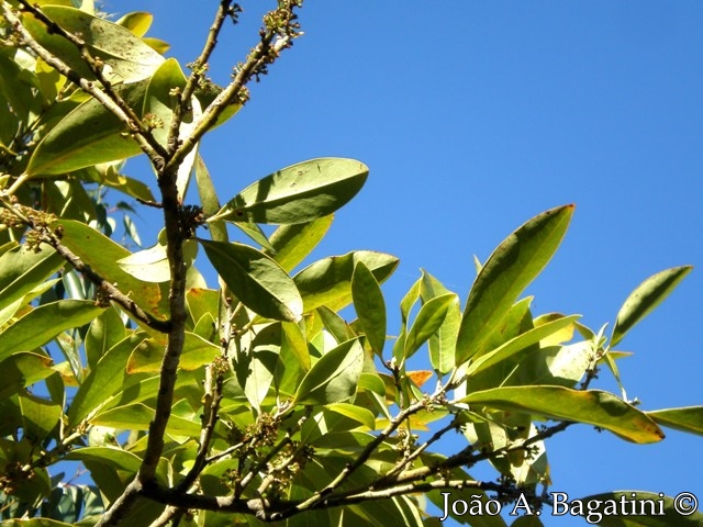 Myrsine umbellata