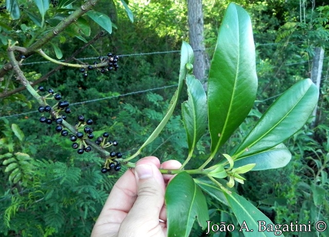 Myrsine umbellata