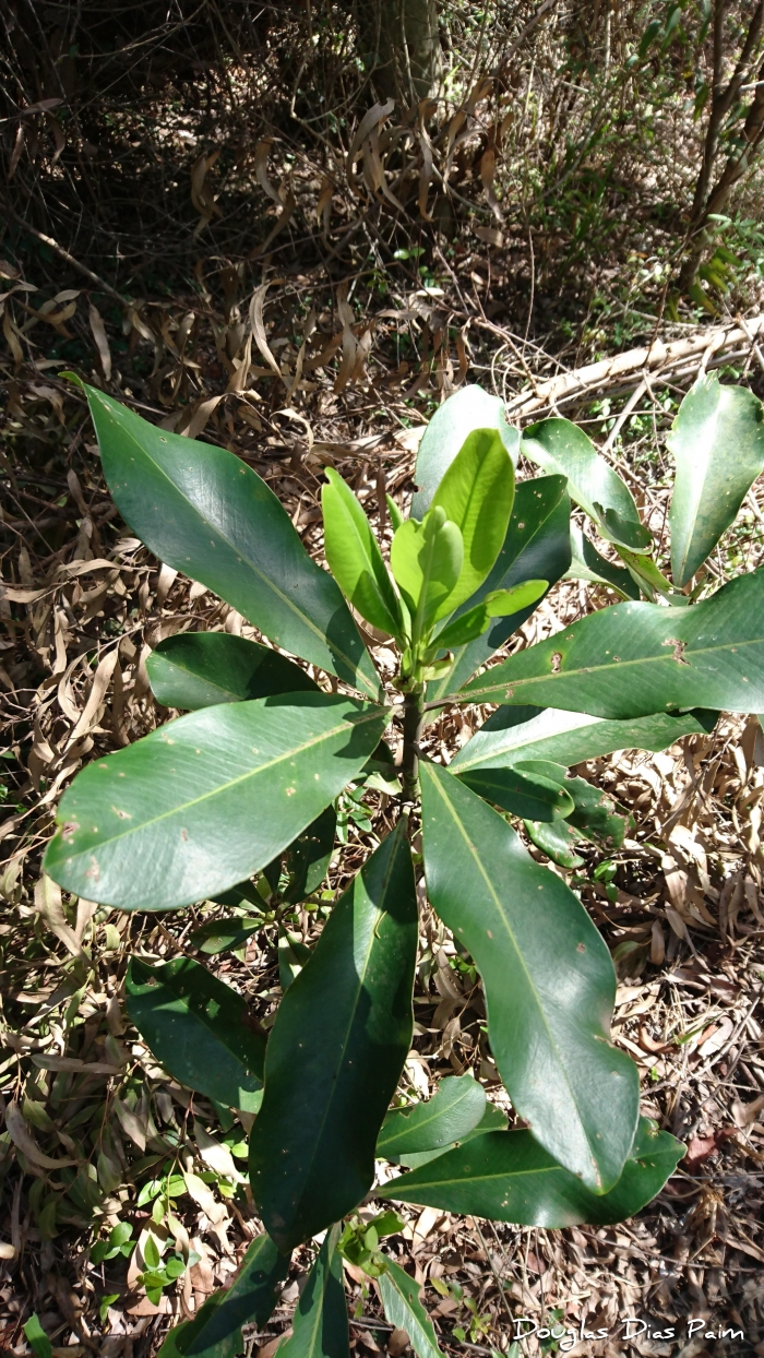 Myrsine umbellata