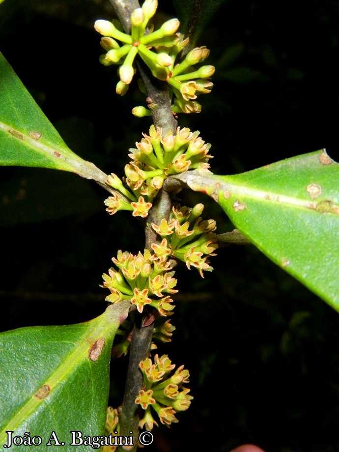 Myrsine umbellata