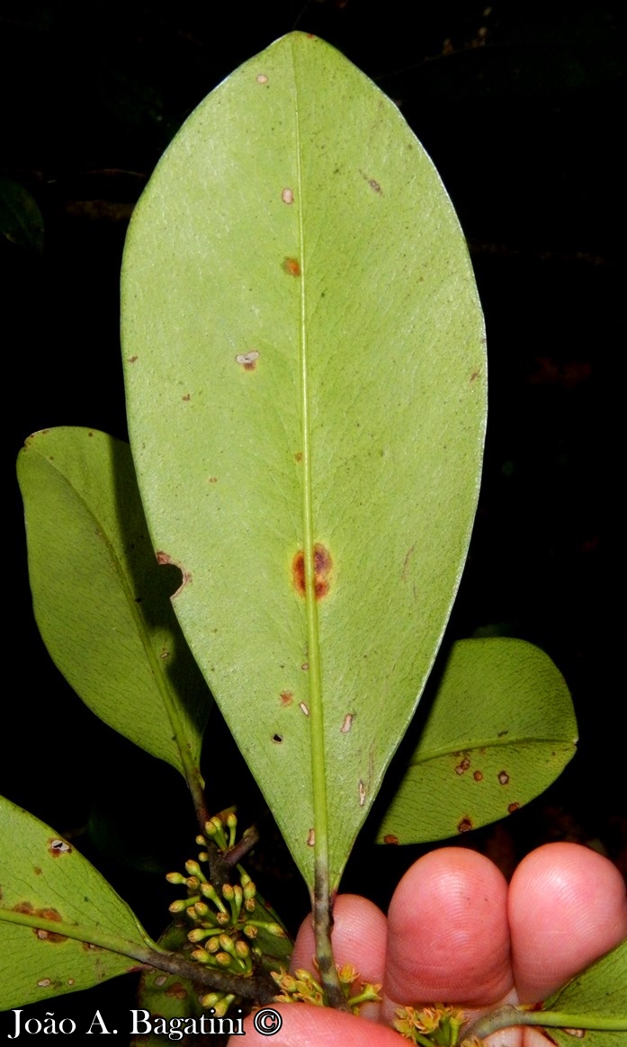 Myrsine umbellata