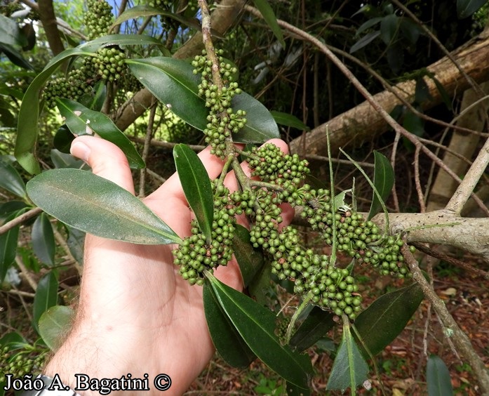 Myrsine umbellata