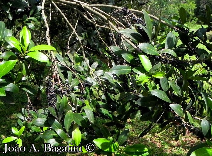 Myrsine umbellata