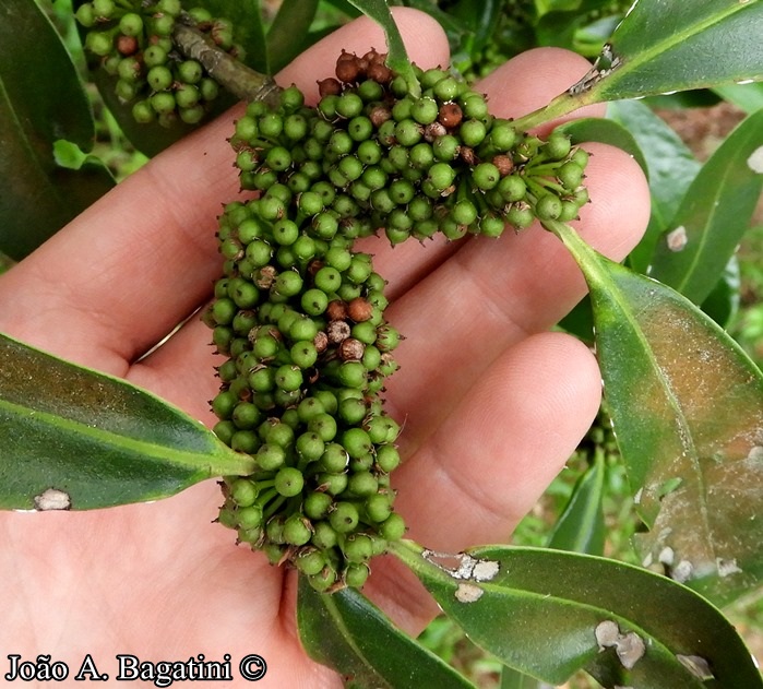 Myrsine umbellata