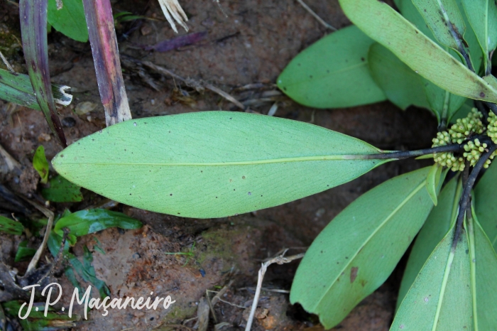 Myrsine umbellata